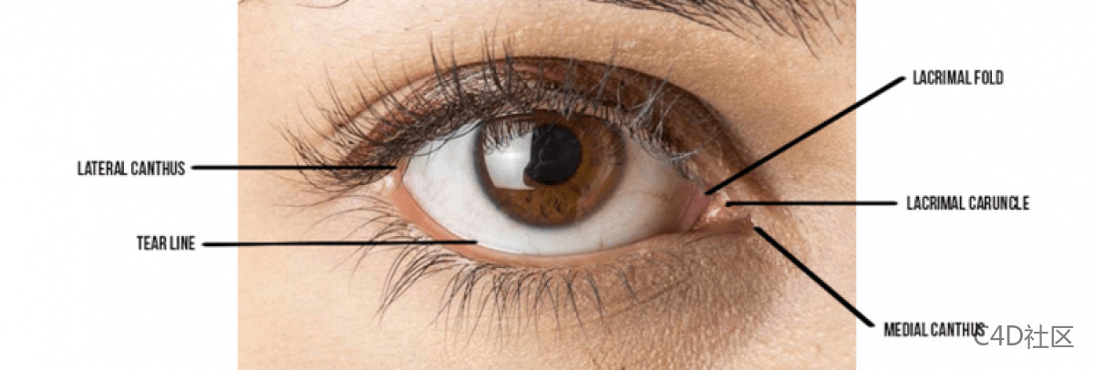 眼睛建模逐步剖析教学-超详细