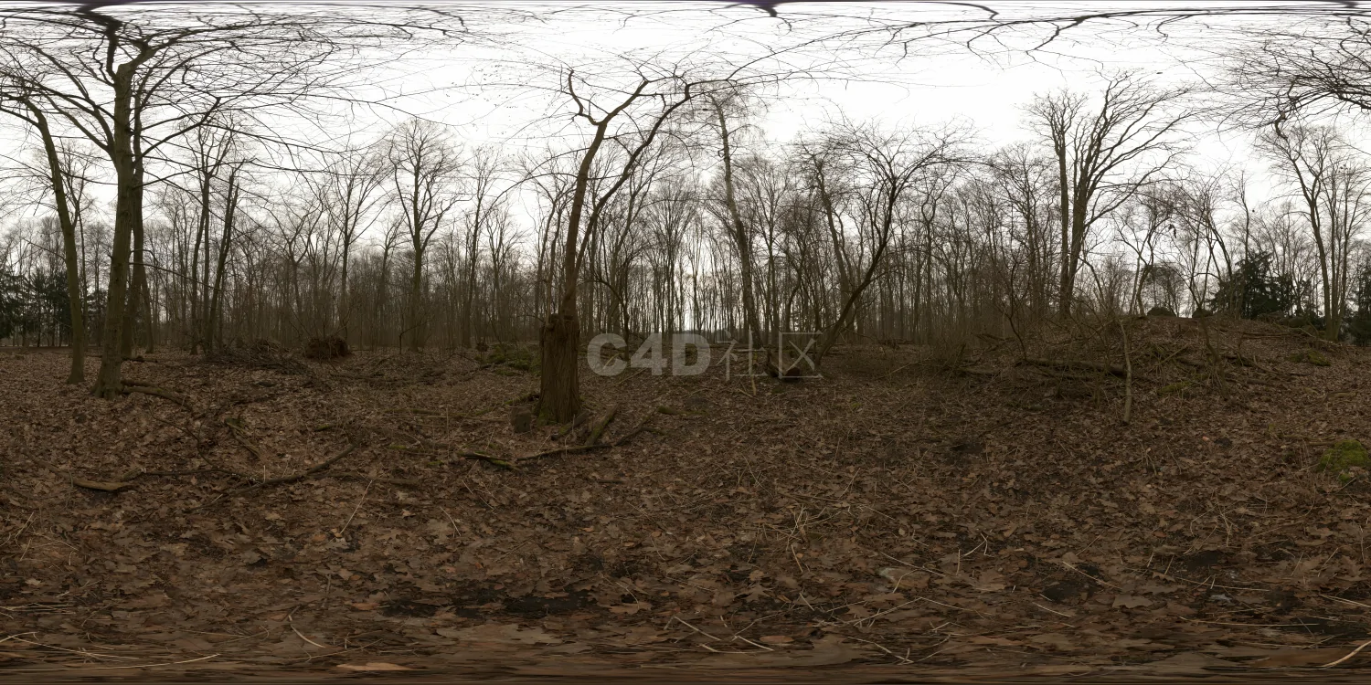 户外树林HDR 23-12-03 (6)