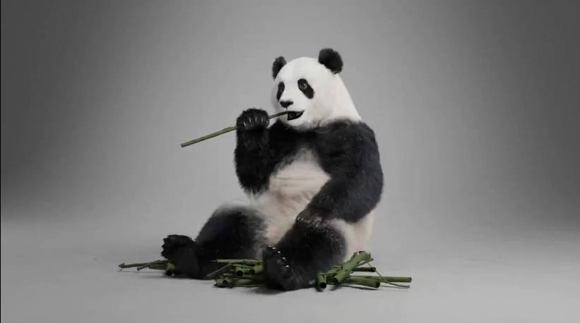 熊猫-带动作绑定