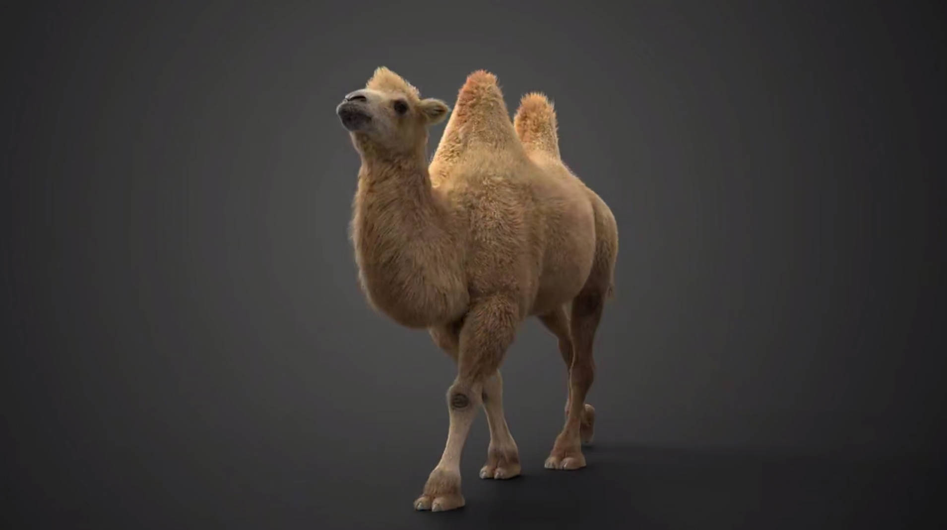 骆驼-带动作绑定