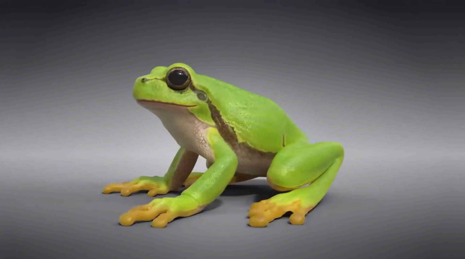 树蛙-带动作绑定