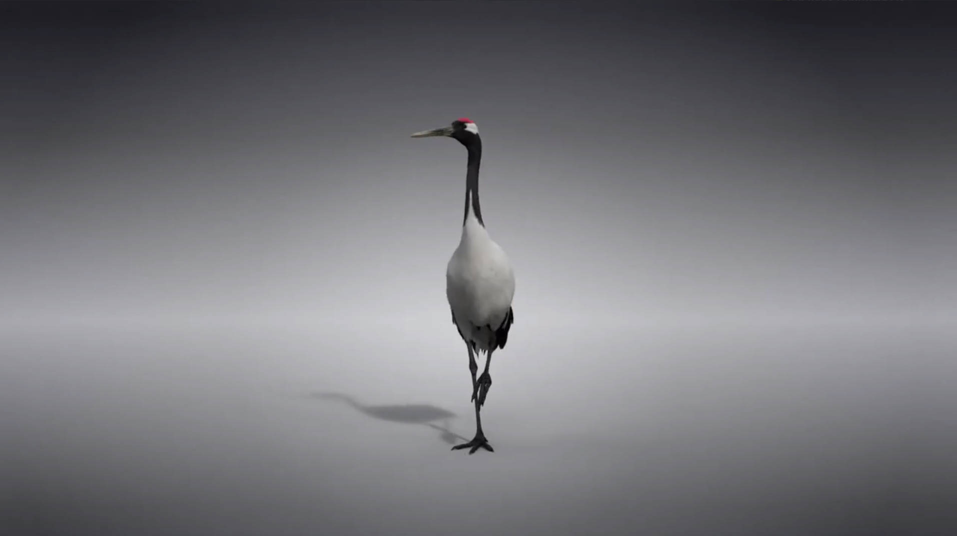 丹顶鹤-带动作绑定