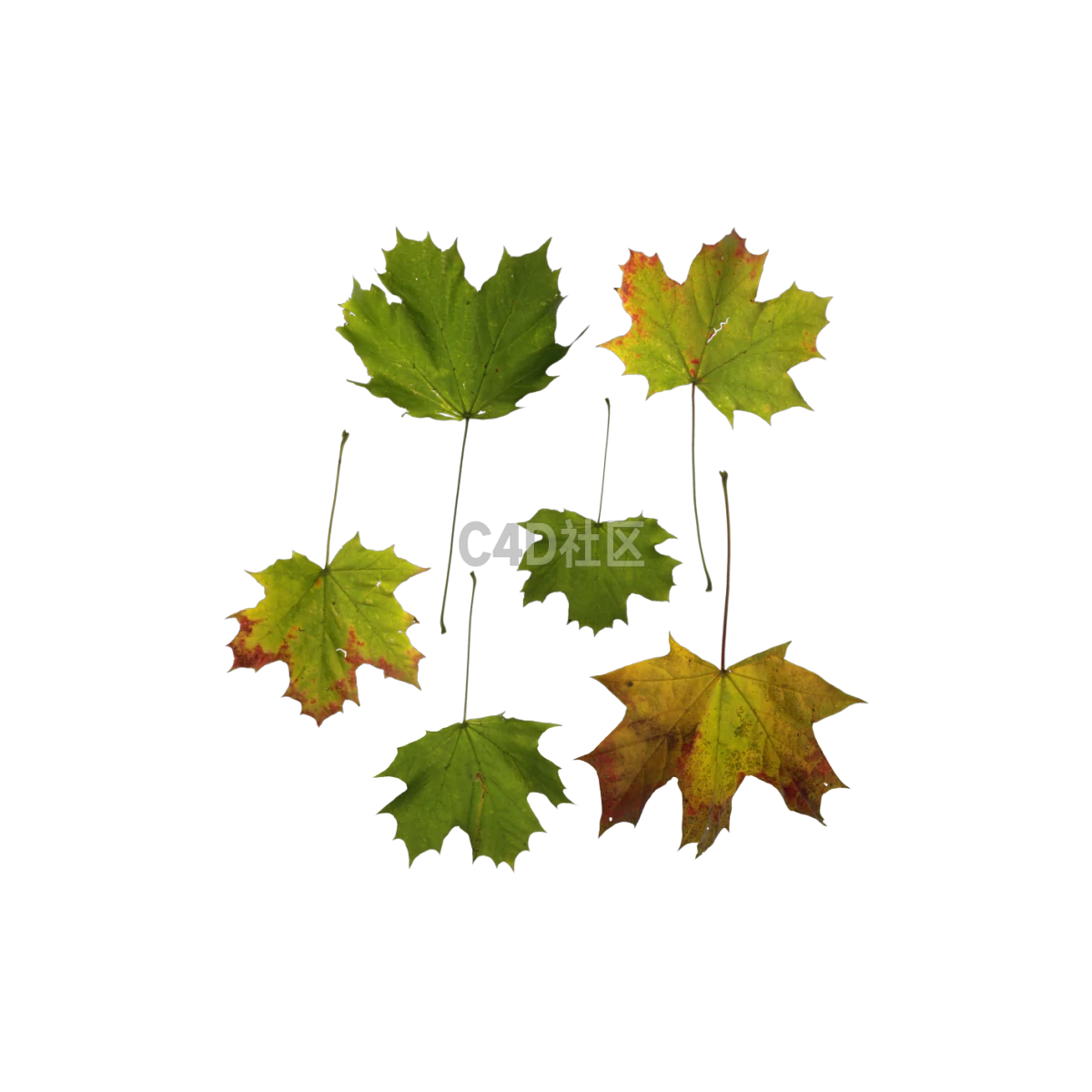 自然枫树红色 25052398