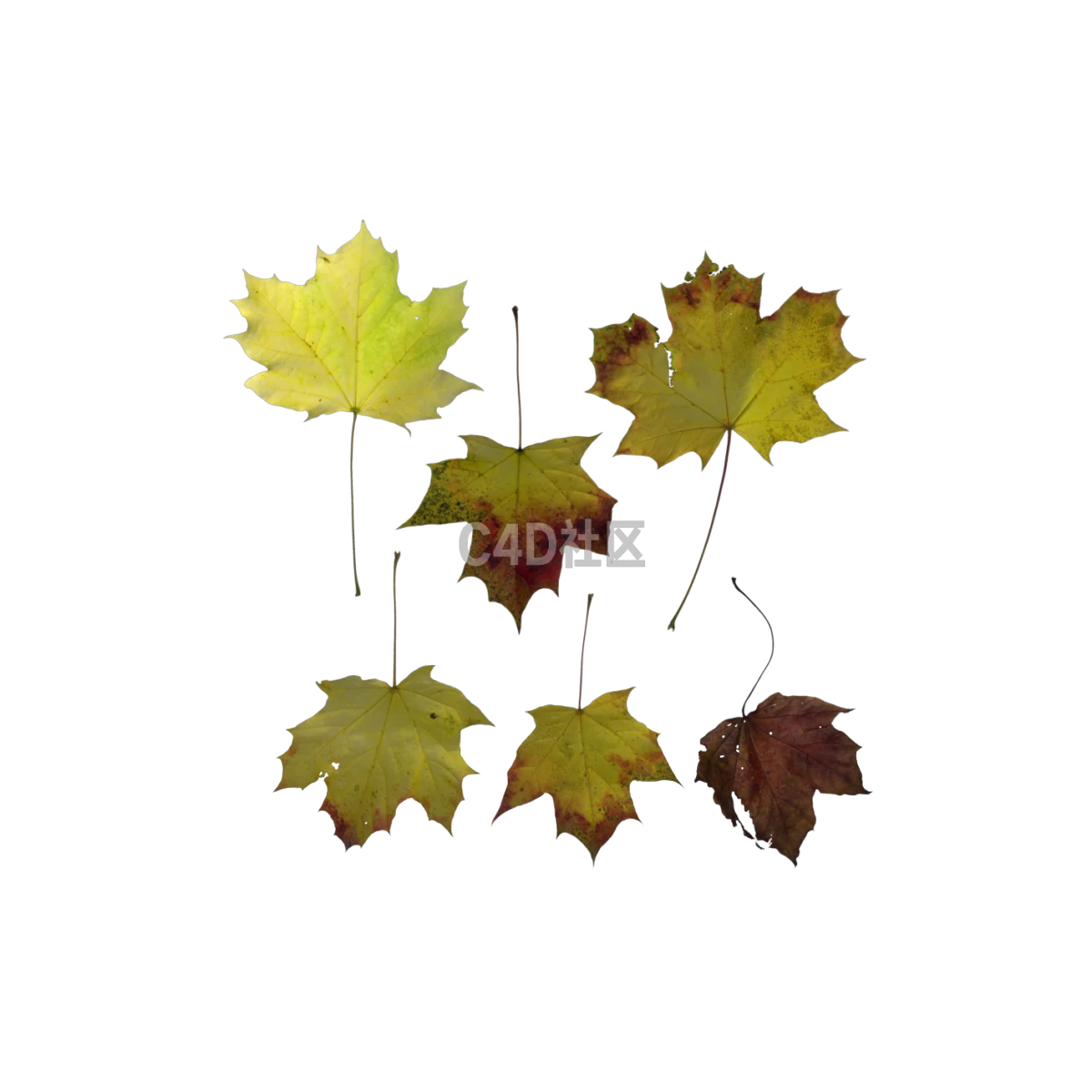 自然枫树秋季 25052399