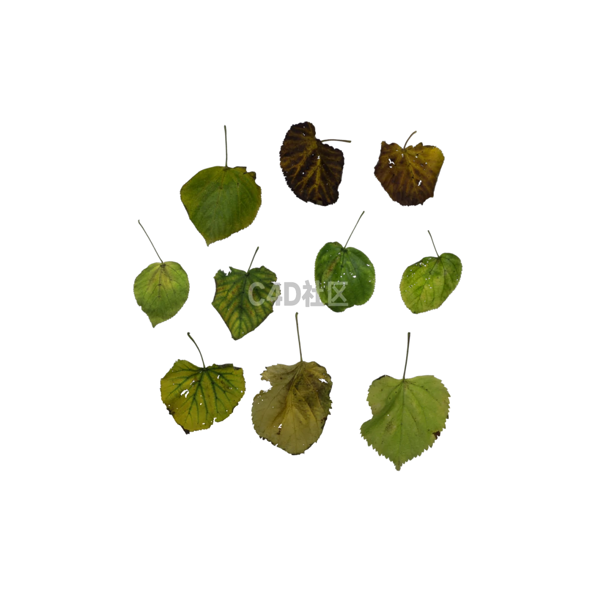 自然酸橙绿转棕 25052416