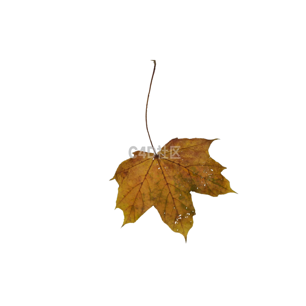 秋季枯萎枫叶 25052369