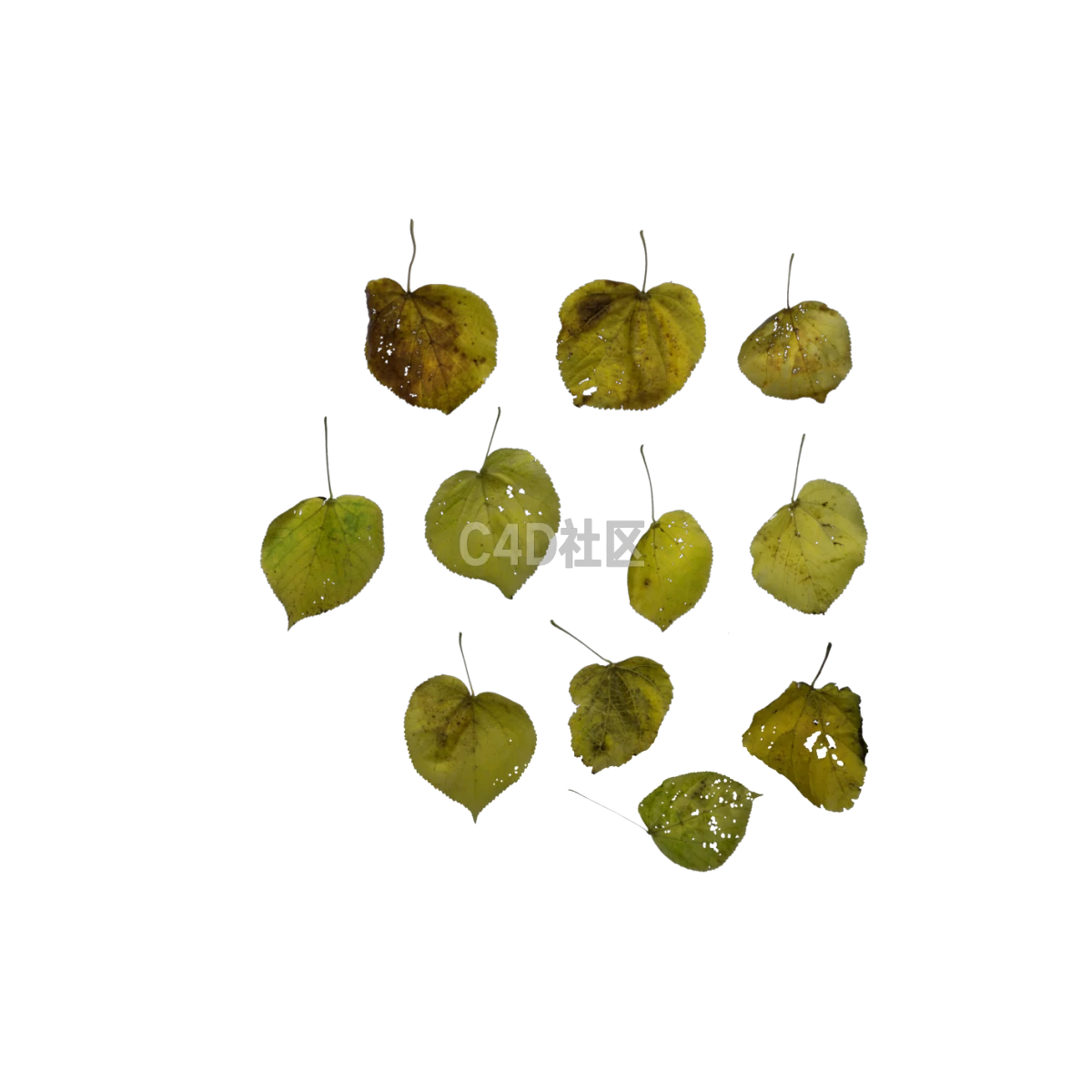 自然酸橙黄色 25052415