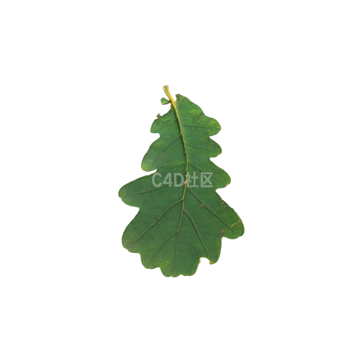 橡树叶 25052385