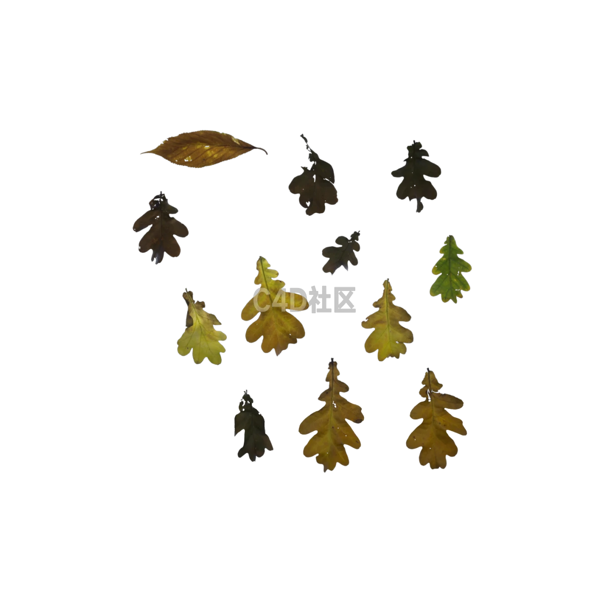 自然橡树秋季 25052419