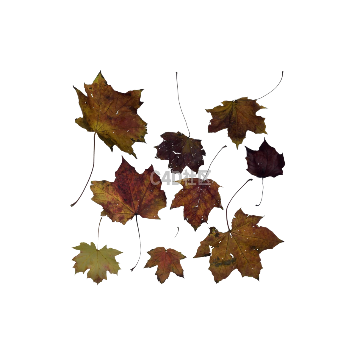 自然枫树棕色 25052402
