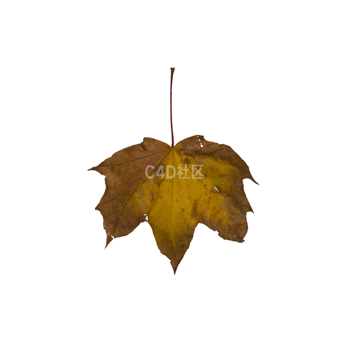 秋季枯萎枫叶 25052372