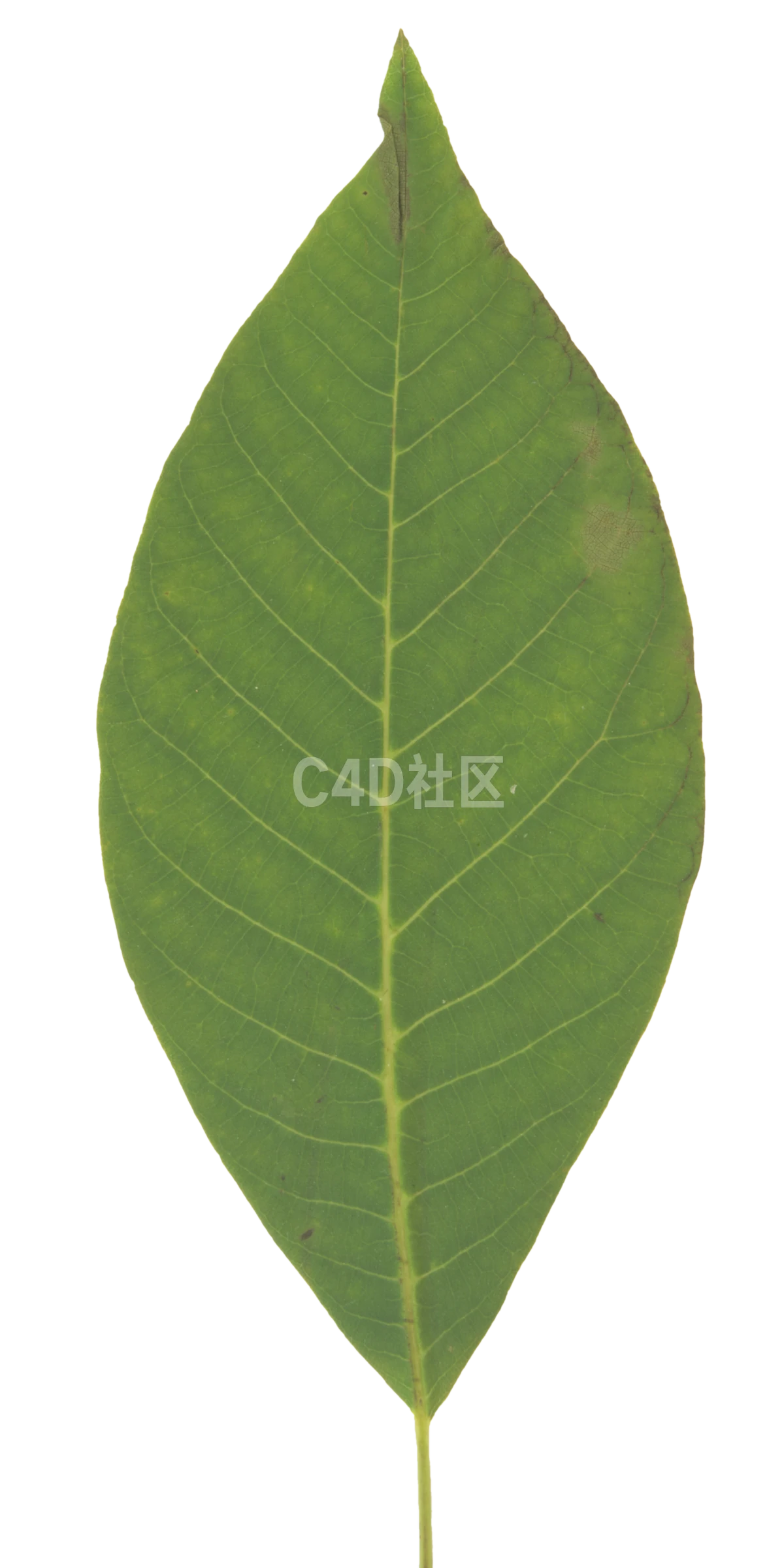 核桃叶 25052361