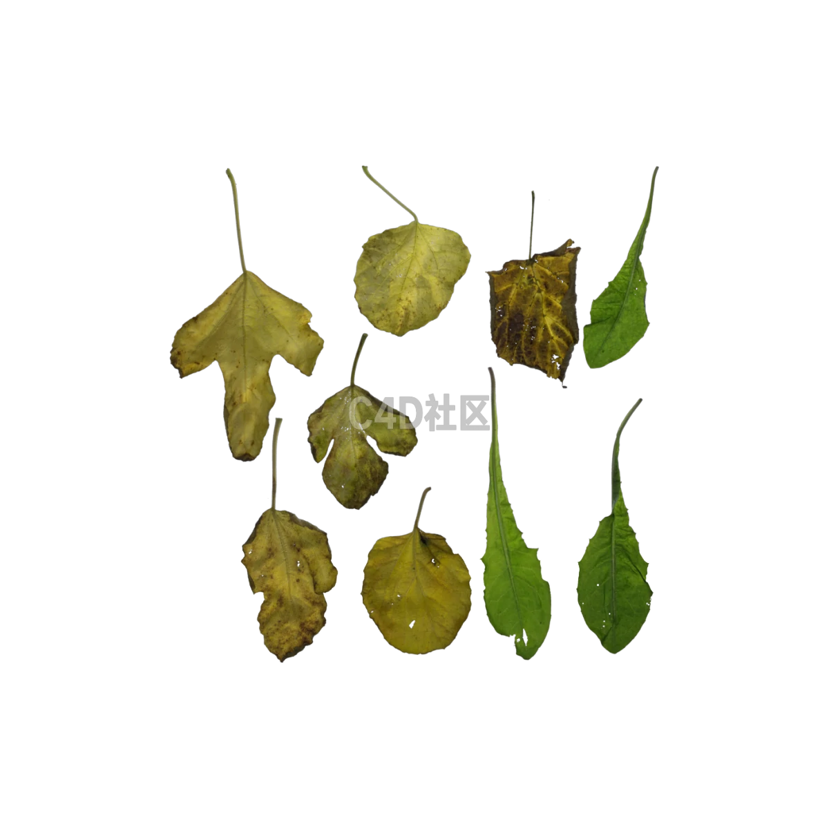 自然灌木秋季 25052405