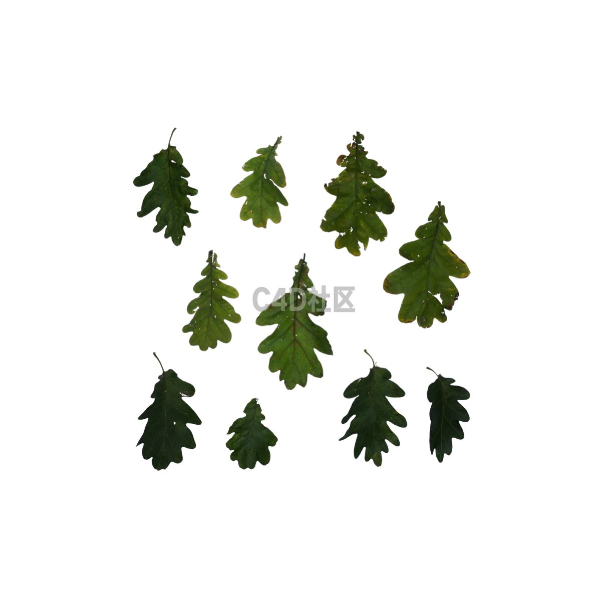 自然橡树绿色 25052418