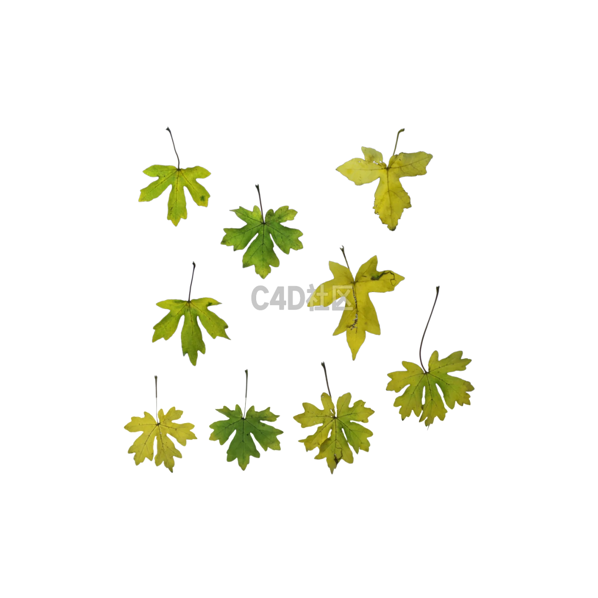 自然常春藤秋季 25052397