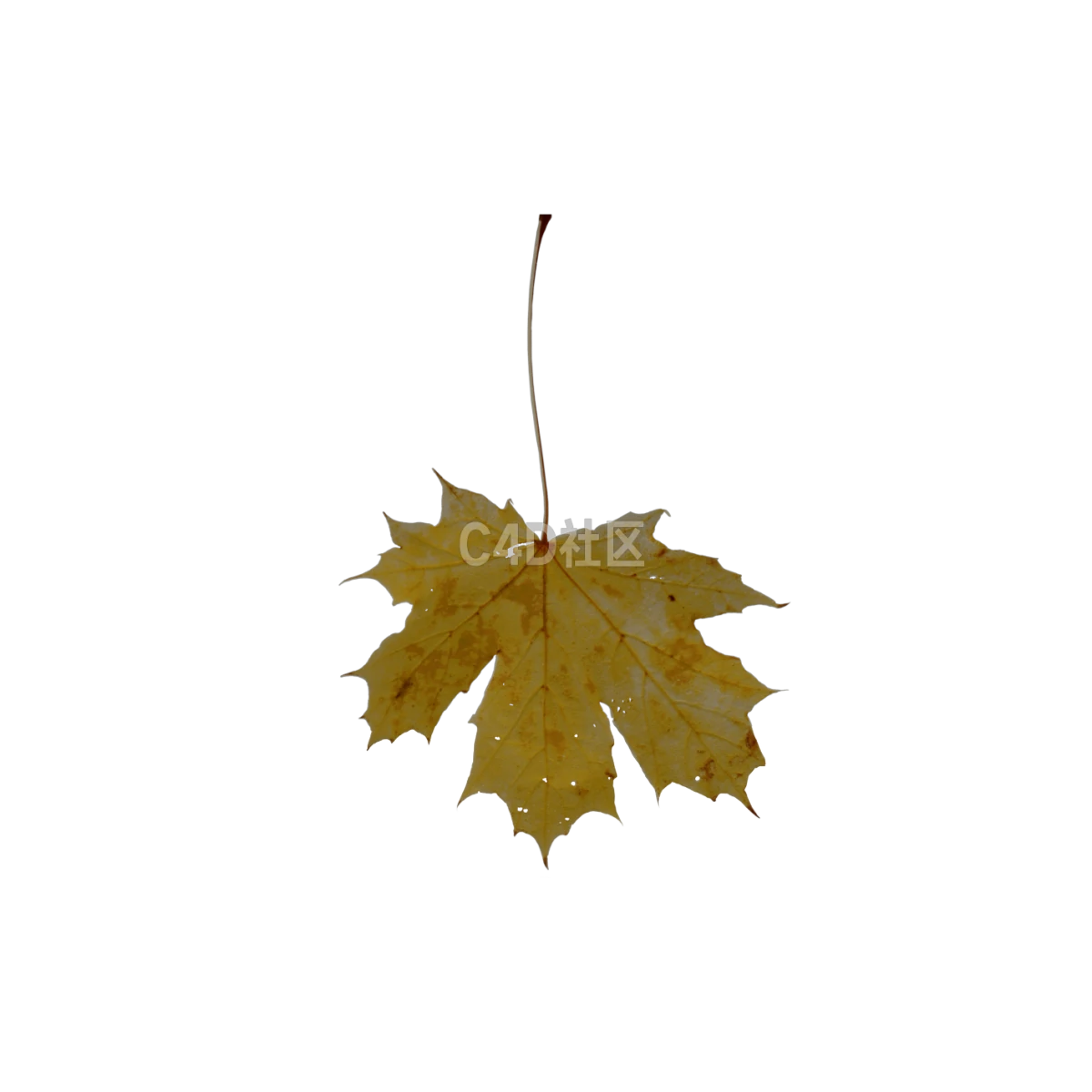 秋季枯萎枫叶 25052367