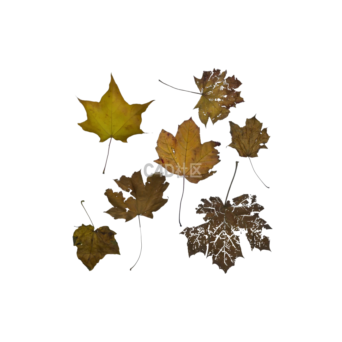 自然枫树受损 25052400