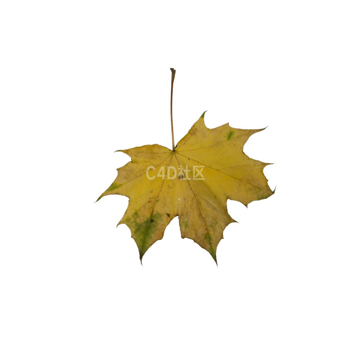 秋季枯萎枫叶 25052374