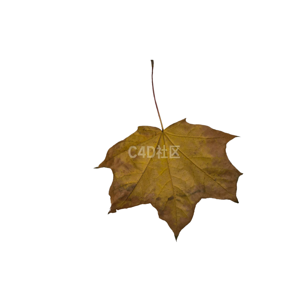 秋季枯萎枫叶 25052368