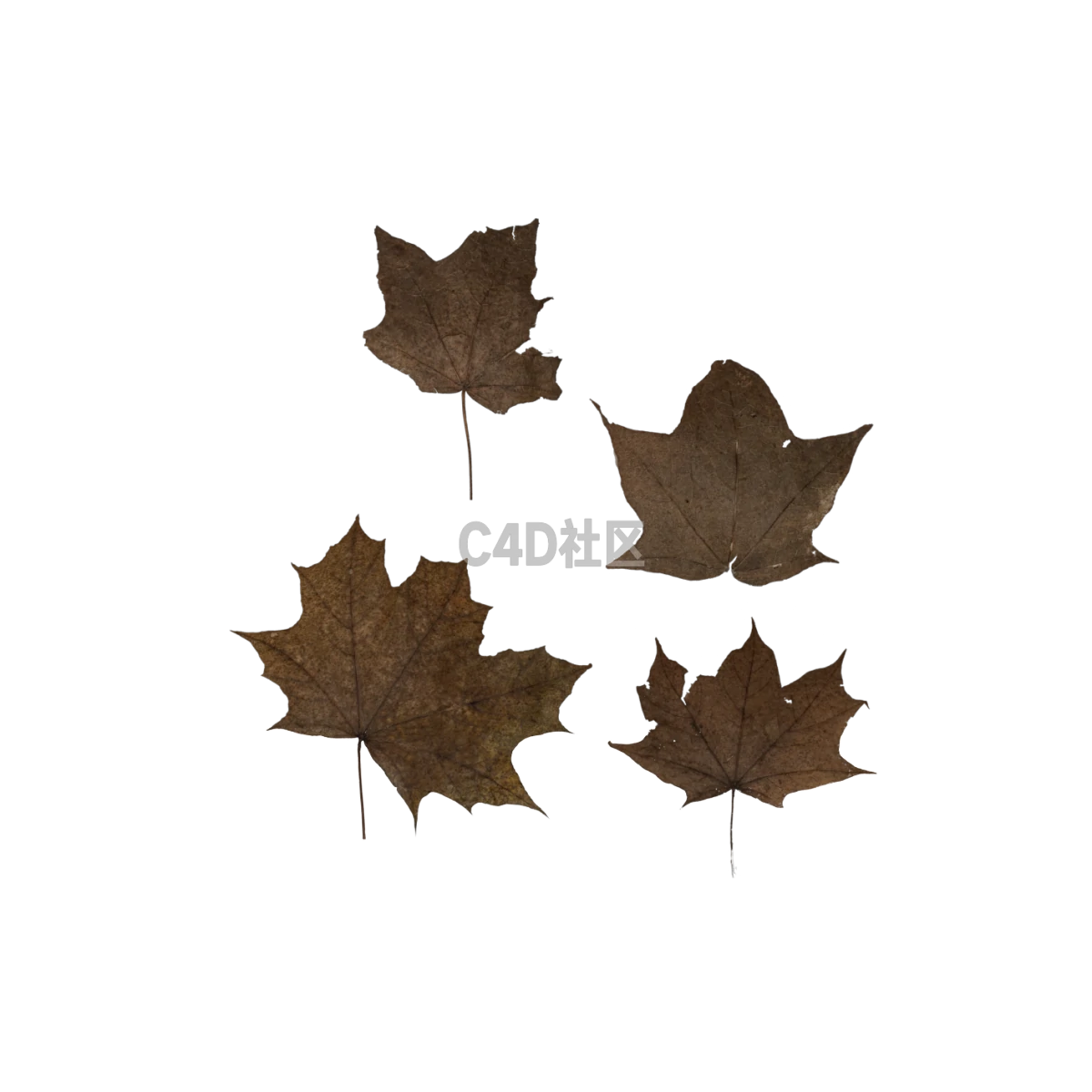 自然枯叶 25052410