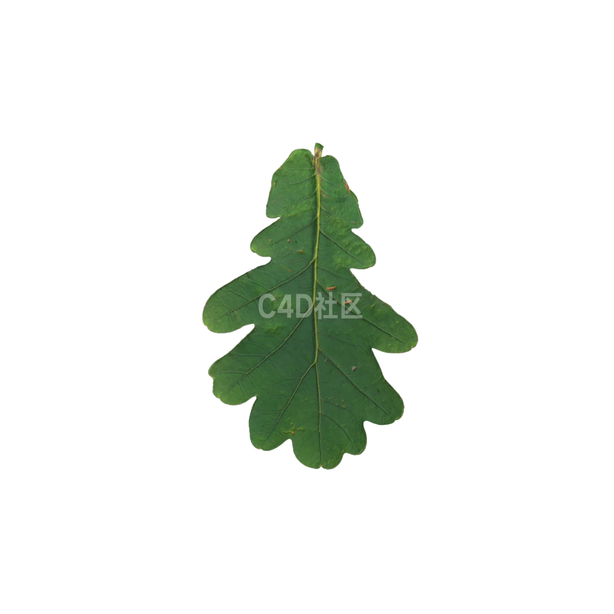 橡树叶 25052386