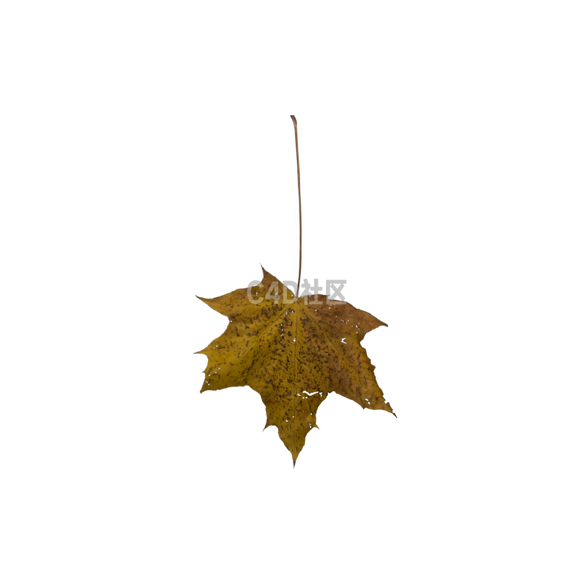 秋季枯萎枫叶 25052371