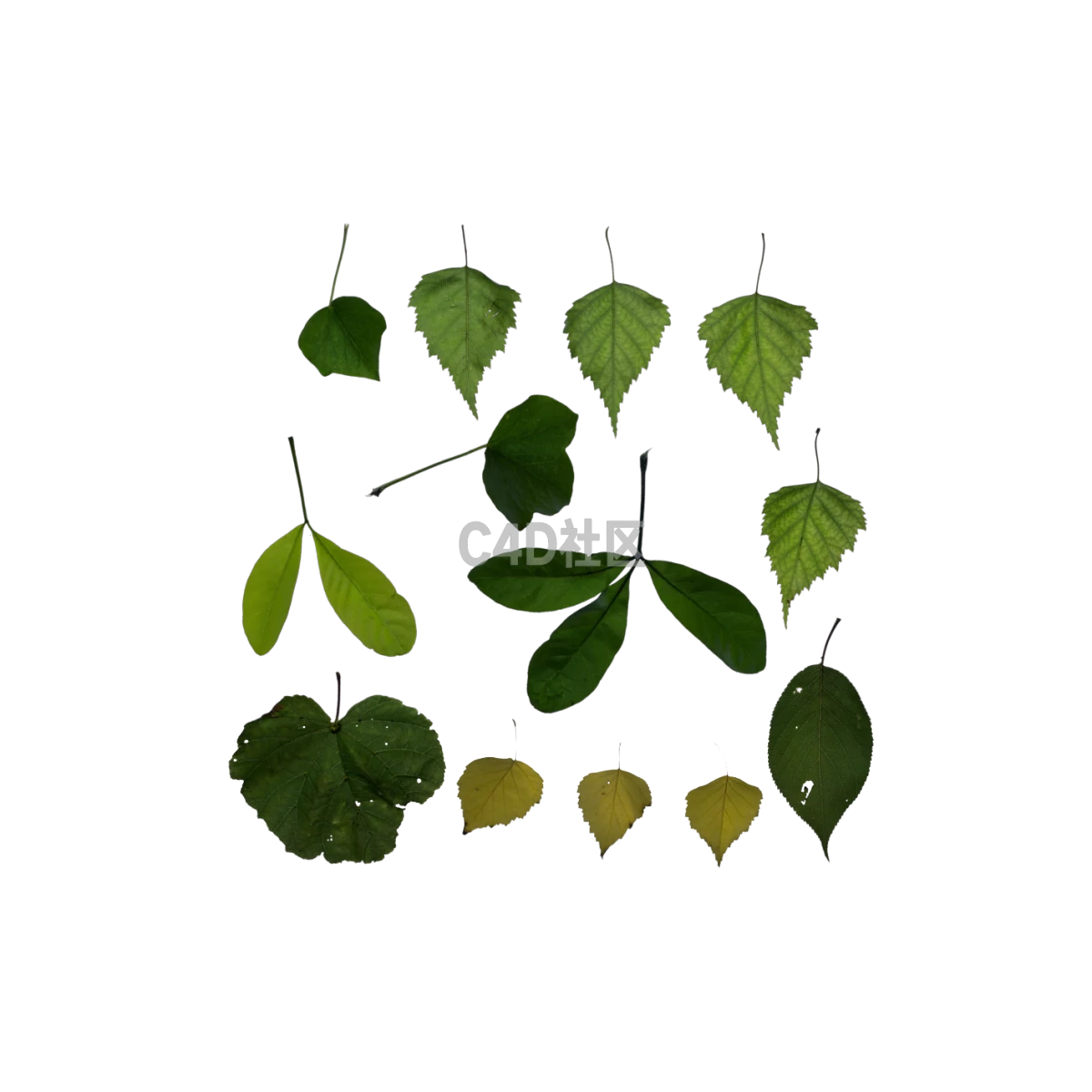 自然小植物 25052420