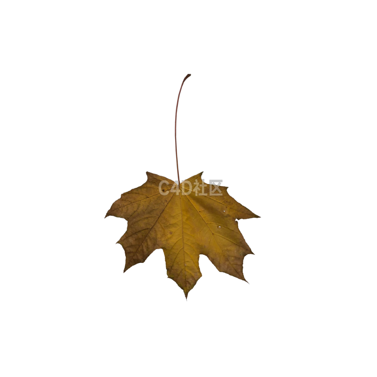 秋季枯萎枫叶 25052373