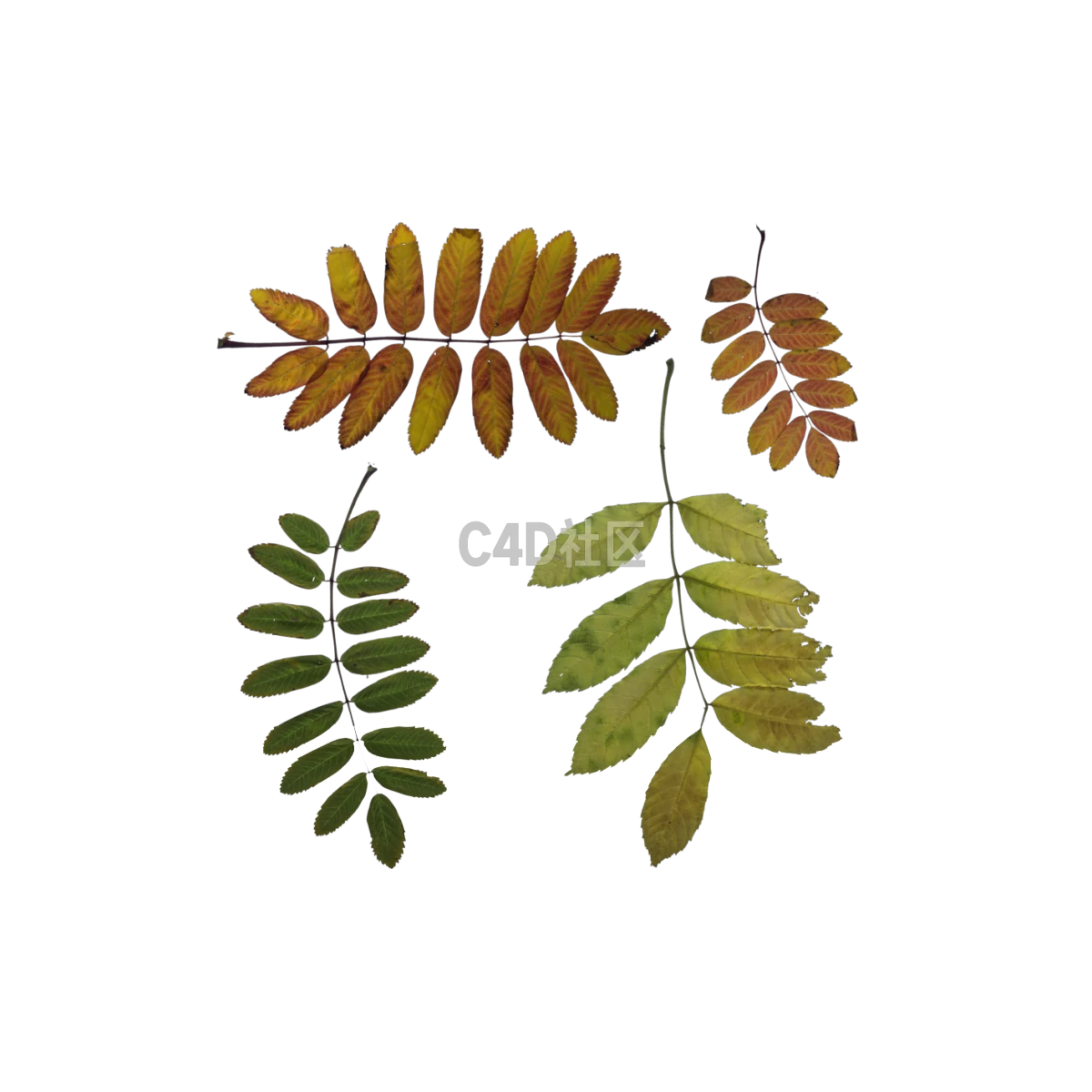 自然金合欢秋季 25052407