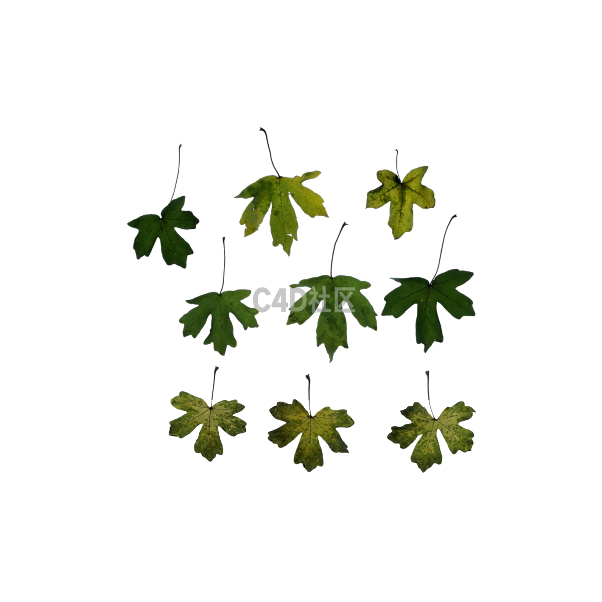 自然常春藤绿色 25052396