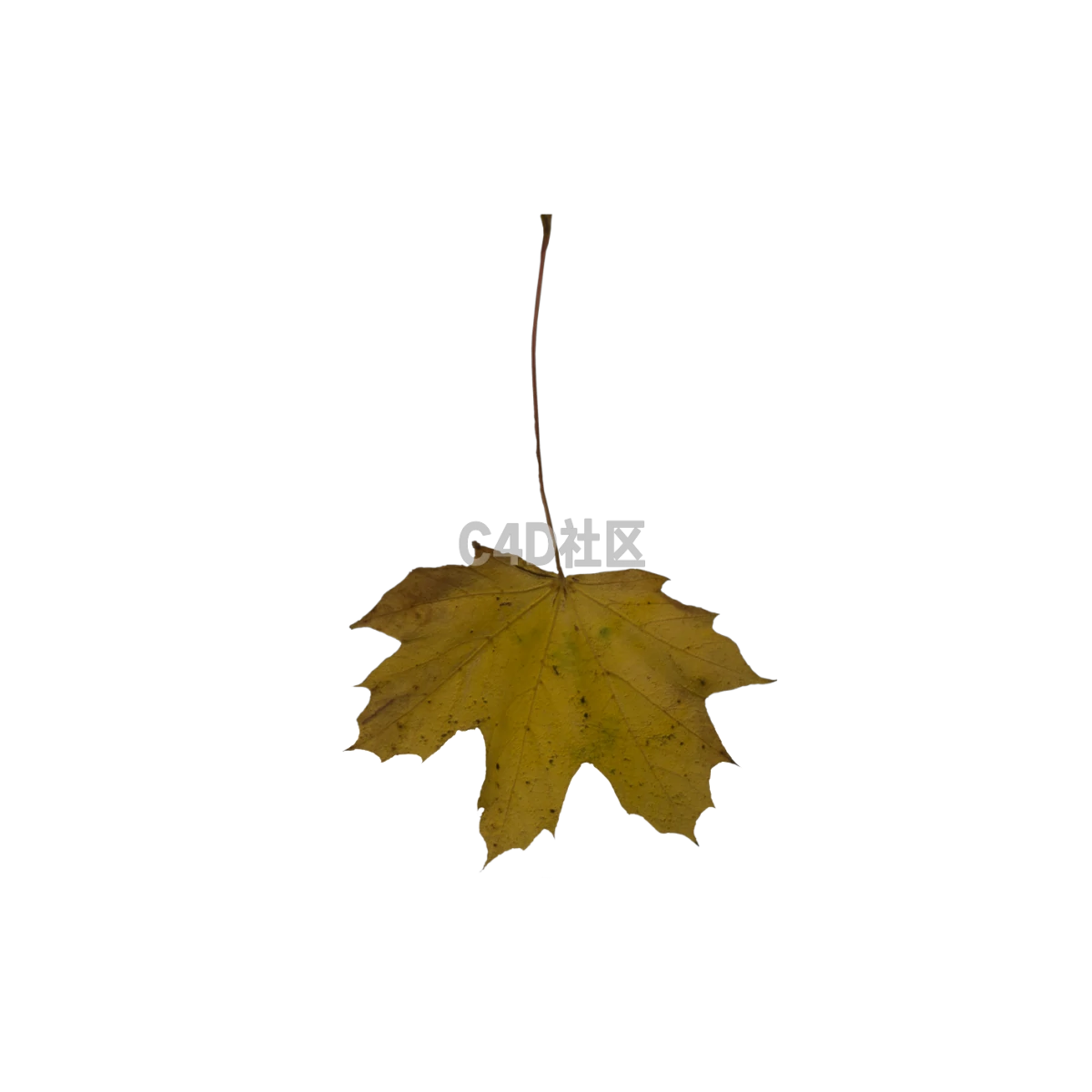 秋季枯萎枫叶 25052370