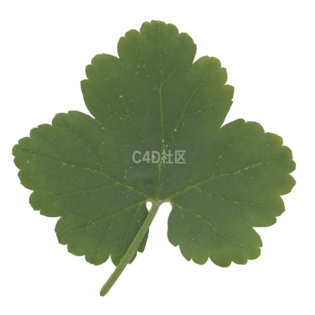 红醋栗叶 25052364