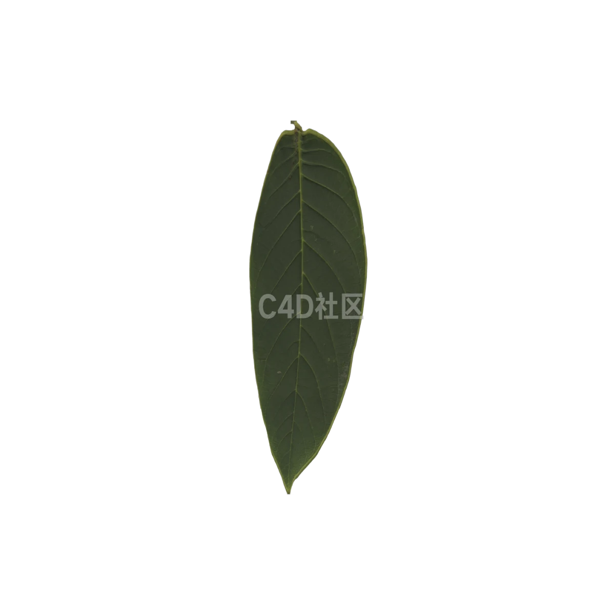 灌木叶 25052430