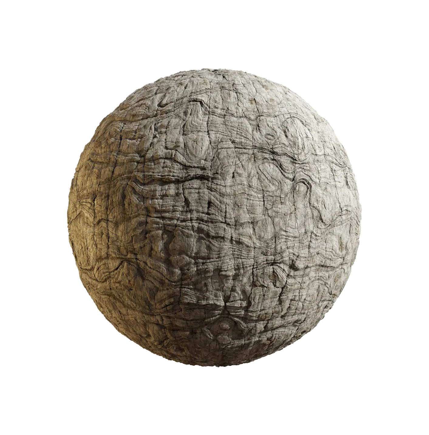 日本扇尾柳树皮25060838