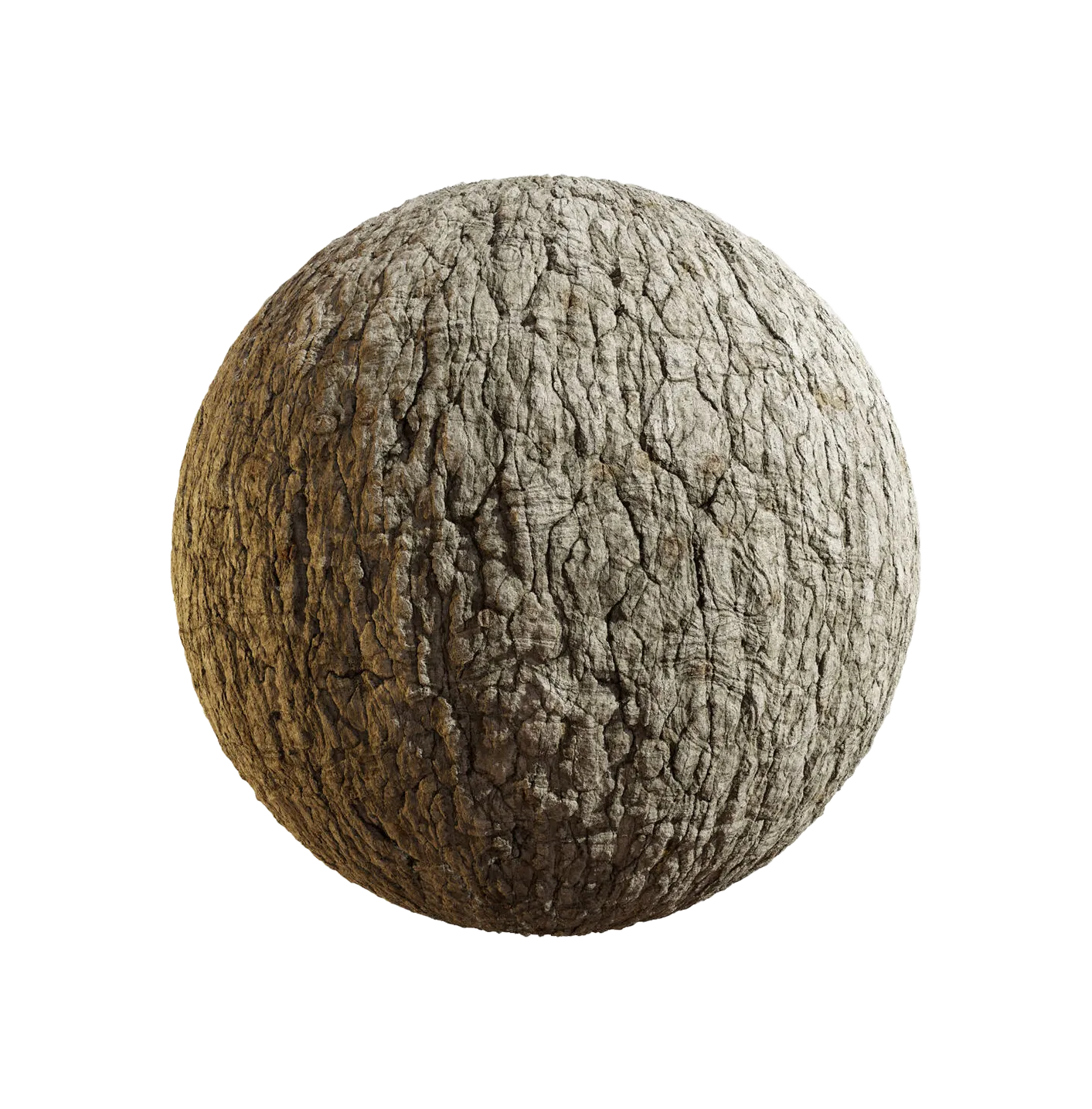 日本扇尾柳树皮25060839