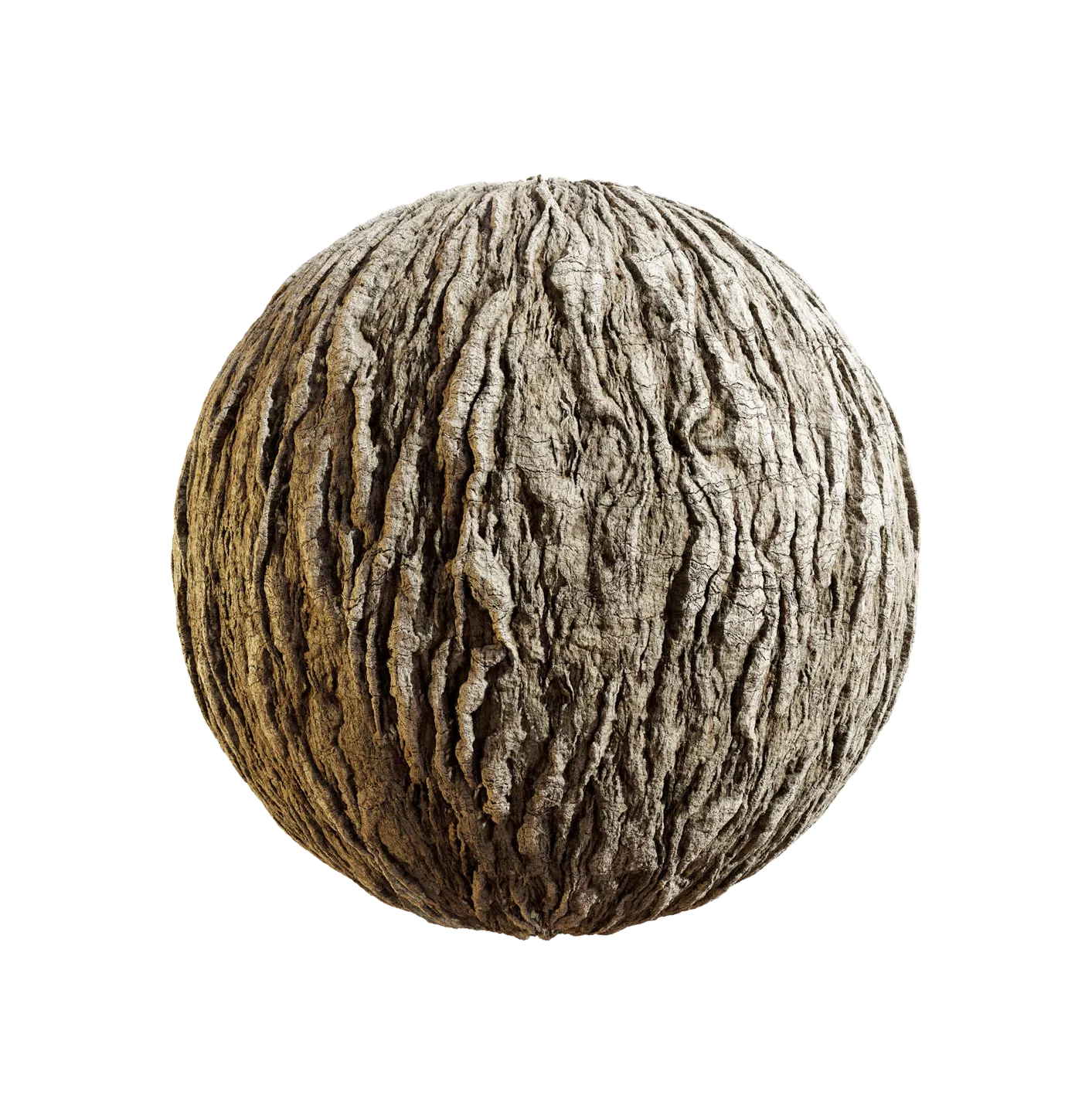 日本扇尾柳树皮25060840