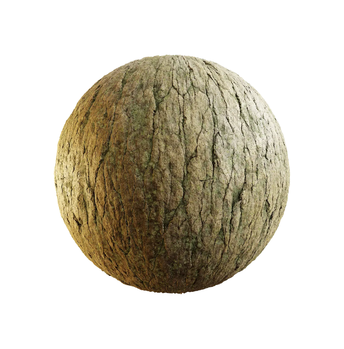 日本桤木树皮25060829