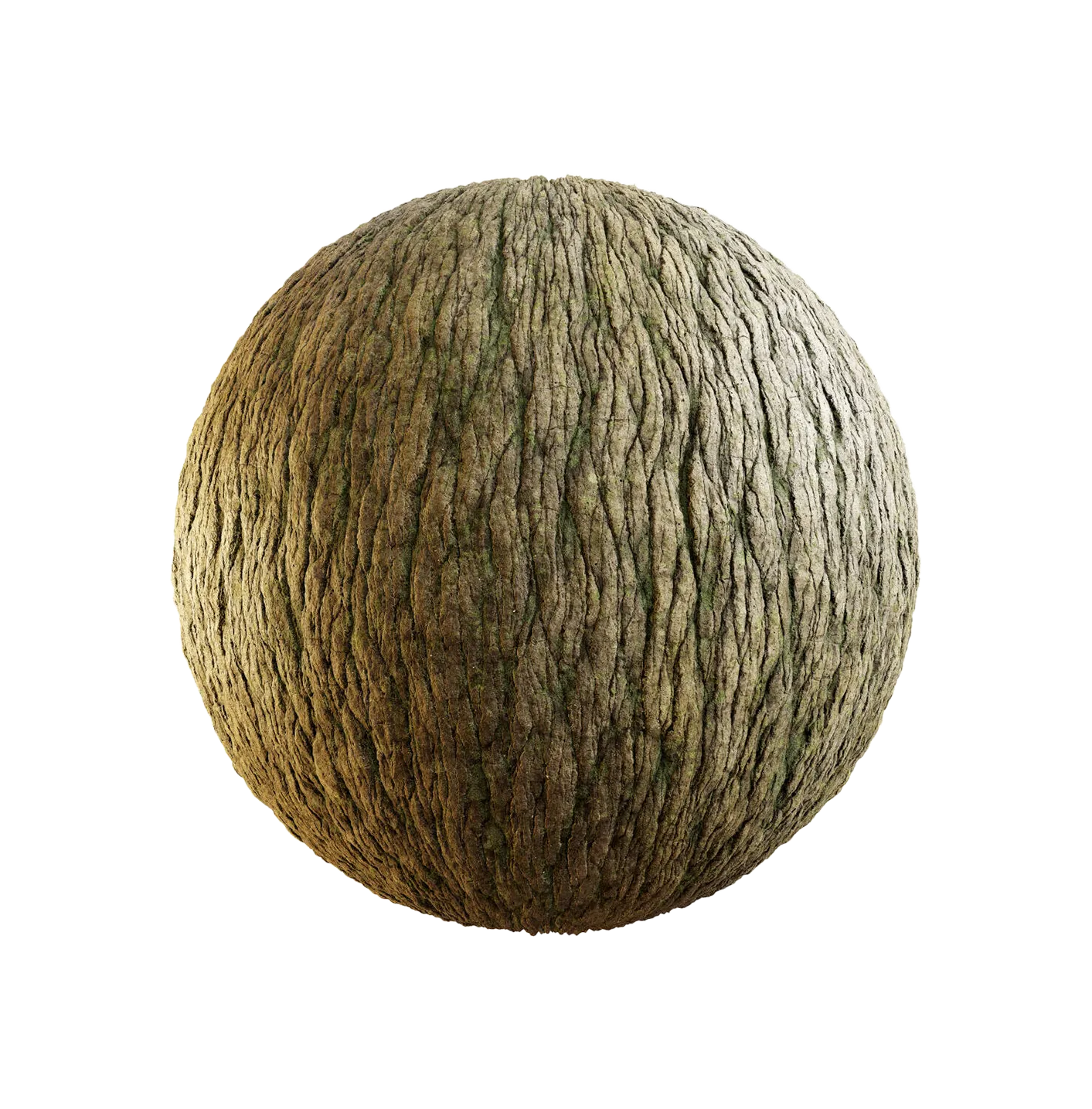 日本桤木树皮25060830