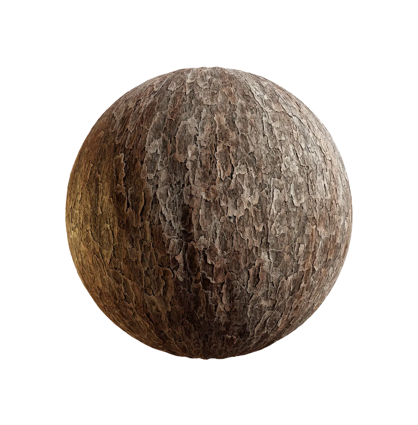 日本赤松树皮25060824