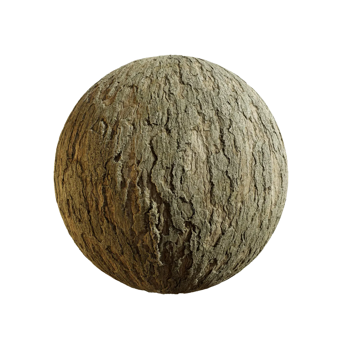 银杏树皮25060859