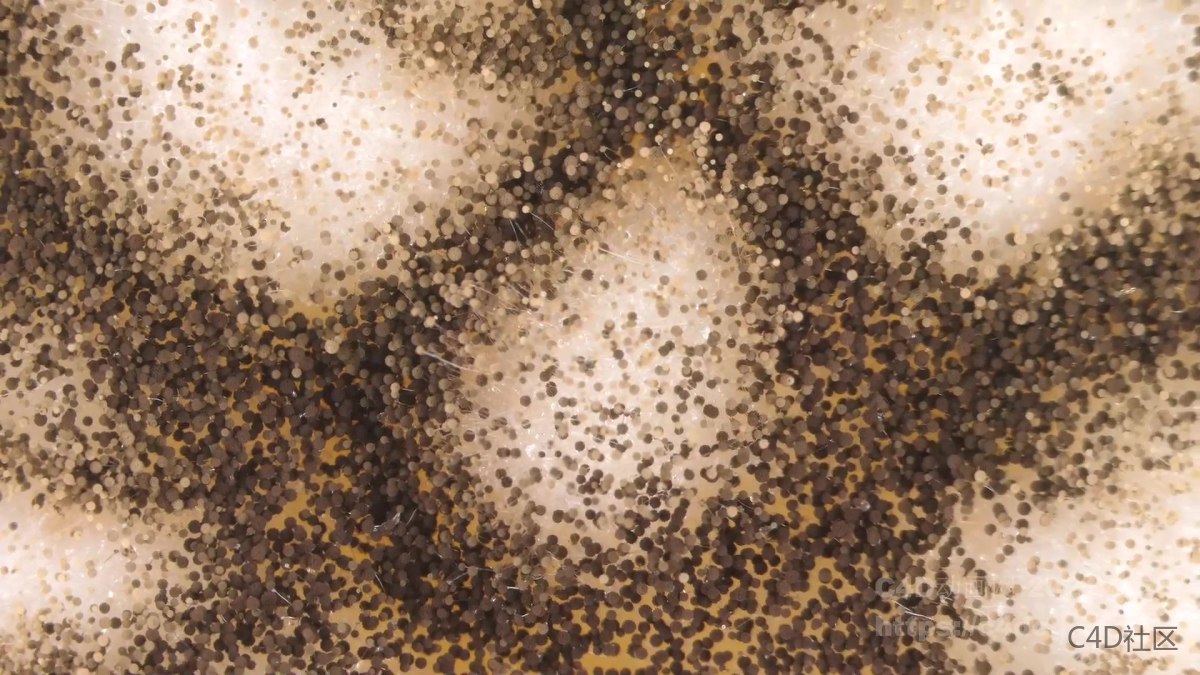 霉菌蔓延生长动画-微观世界