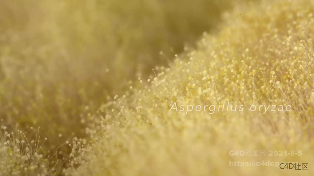 霉菌蔓延生长动画-微观世界