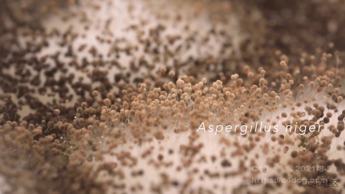 霉菌蔓延生长动画-微观世界