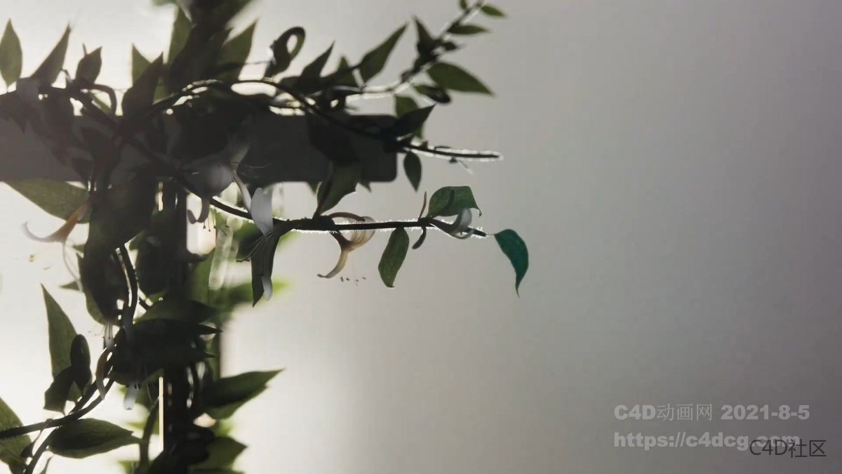 Morris品牌宣传动画-满满的植物生长动画