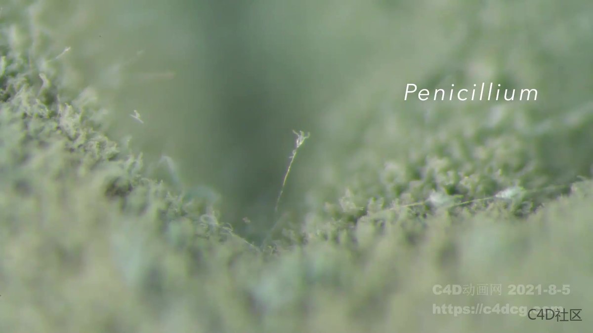 霉菌蔓延生长动画-微观世界
