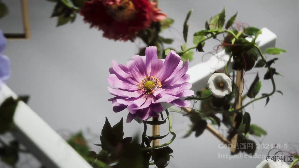 Morris品牌宣传动画-满满的植物生长动画