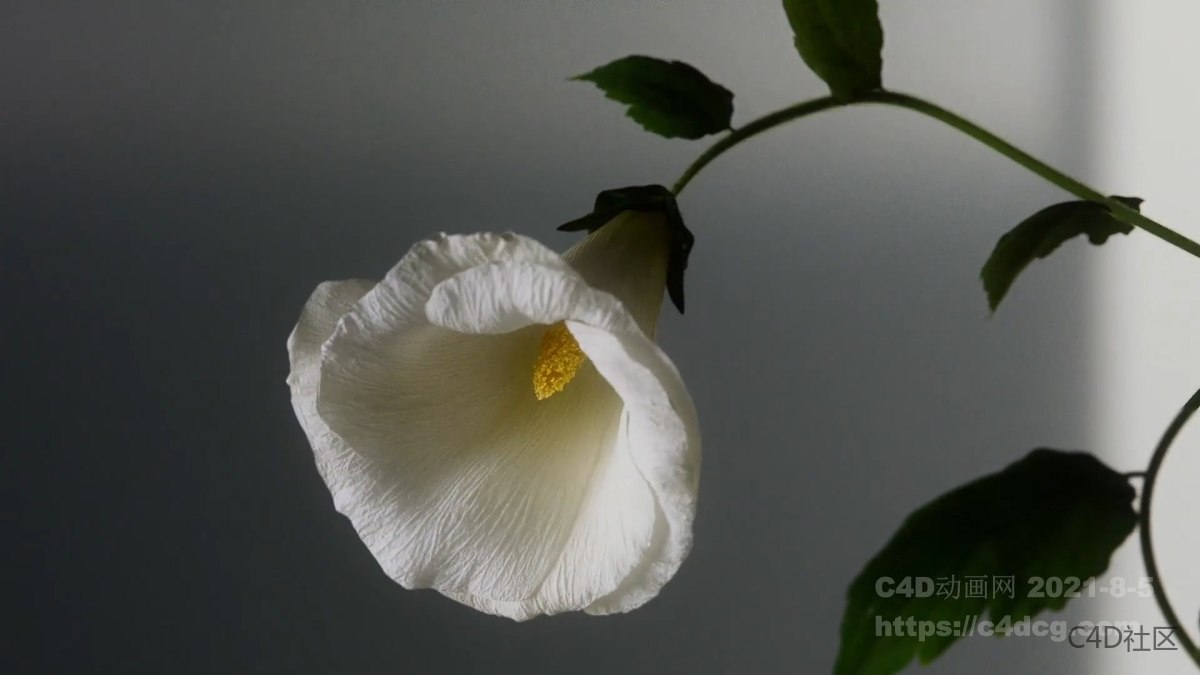 Morris品牌宣传动画-满满的植物生长动画